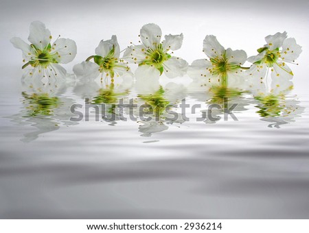 Reflection of white mirabelle flower on the water