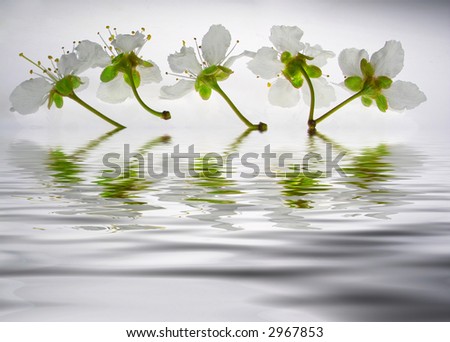 Reflection of white mirabelle flower on the water