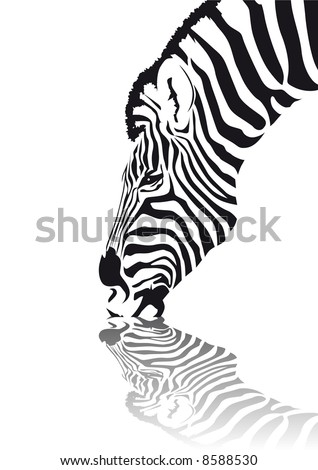 Zebra In Water