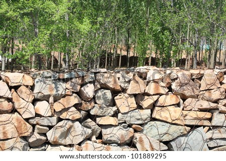 old Stone wall and tree