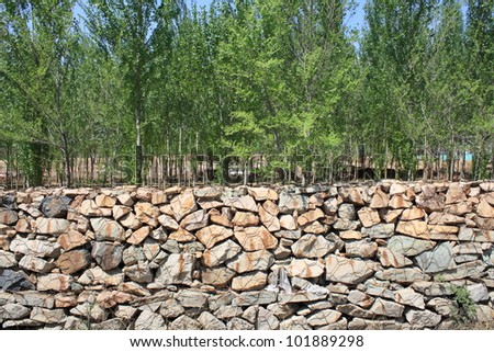 old Stone wall and tree