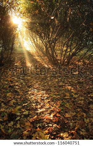 Sunlight through bush