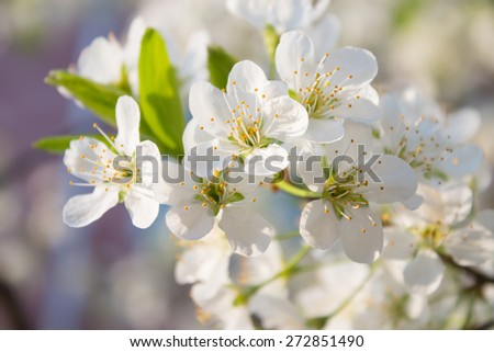 Pear blossoms in the spring