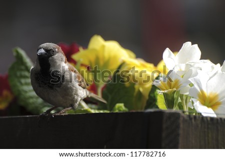 Bird and flowers