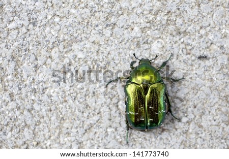 A bronze beetle with a ant on a stone