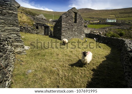 Old Sheep pasture located inside Dingle Peninsula coastal route with sheeps inside, Ireland