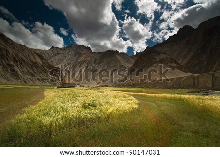 Wheat filed landscape located in Marhka Valley, Leh, India. Amazing landscape full of wheat.
