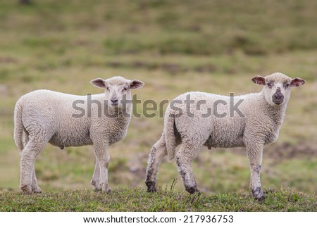 Two little lambs in the pasture