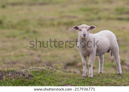 A little lamb in the pasture