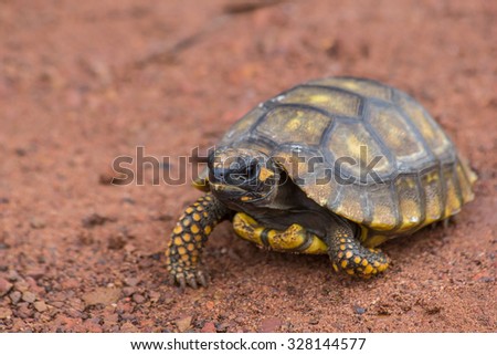 Little Yellow Footed Amazon Tortoise (Geochelone denticulata) on the road of Mato Grosso state - Brazil