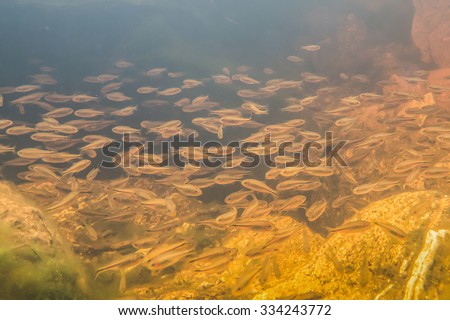 Fishes living at source of the River Sao Francisco - Minas Gerais - Brazil