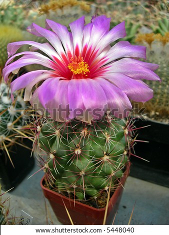Beautiful pink cactus flower in bloom
