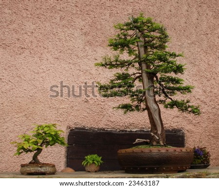 Bonsai tree still-life. Miniature in a peaceful Japanese garden.