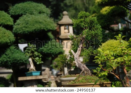 Bonsai trees still-life. Miniatures in a peaceful Japanese garden.