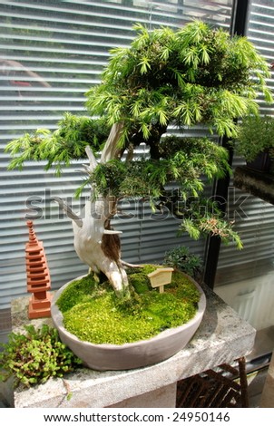 bonsai life