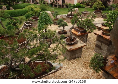 Bonsai tree still-life. Miniature in a peaceful Japanese garden.