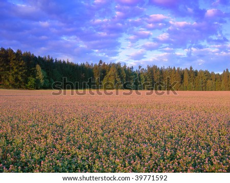 Blooming trefoil meadow with a forest in the back at beautiful sunset