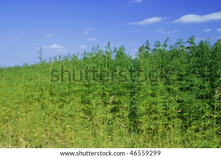 Field of hemp. Industrial kind of this plant is not a drug but a resource. It contains hardly any THC