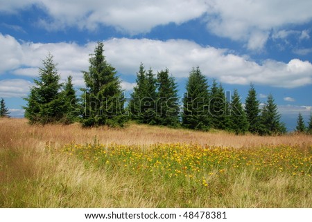 Mountain meadow with blooming yellow flowers of St. John\'s wort