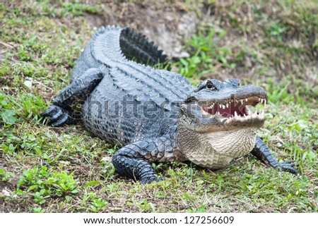 American alligator in the Everglades National Park. Close-up of all the body and the big mouth and teeth.