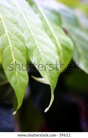 Gum tree leaves