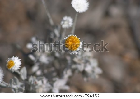 Desert Flowers 4