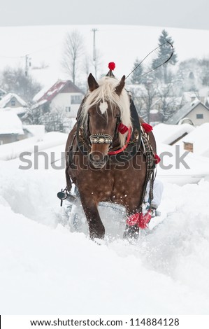 heavy horse in heavy snow