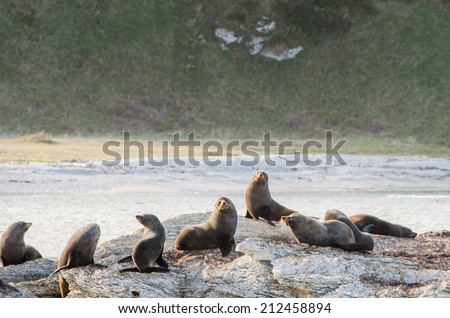 sea lion colony on sharp sea rocks