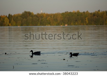 two duck silhouettes on lake, sunset, forest in background
