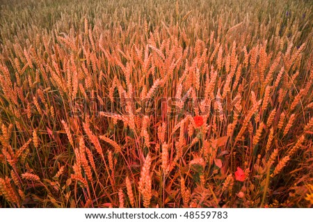 red lit corn field, to symbolize radioactivity or genetically modified plants