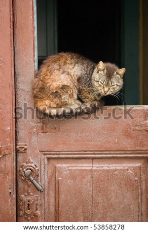 cat resting on broken door