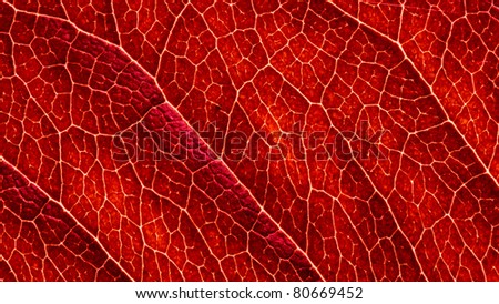 bright red leaf structure