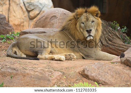 Lion is a fierce and formidable beasts