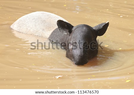 Malayan tapir swimming animals are as comfortable mood.