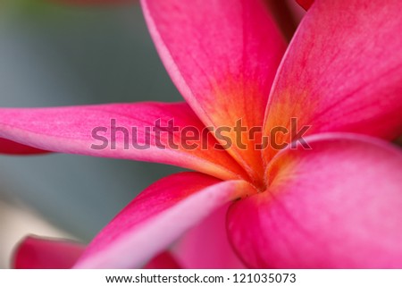 Frangipani is a beautiful red color is unique