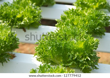Hydroponics Vegetable the nutrition in the future.