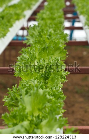 Hydroponics Vegetable the nutrition in the future.