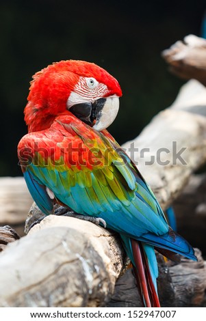 Blue-and-red macaw[Ara ararauna] sitting on log