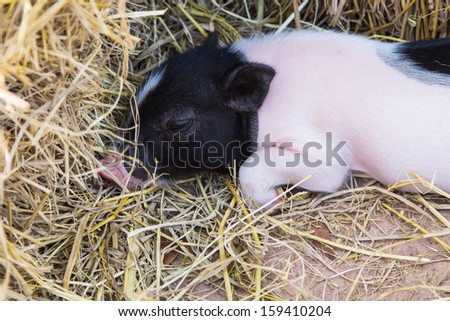 young piglet on hay and straw at pig breeding farm