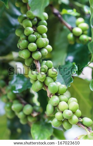 Coffee beans growing on the branch.