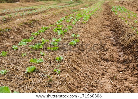 vegetables in a small city garden vegetable plot