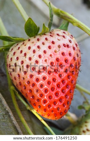 Strawberry on Strawberry Tree In The Garden.