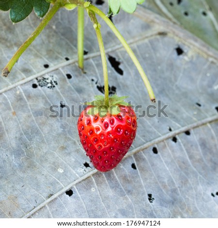 Strawberry on Strawberry Tree In The Garden.