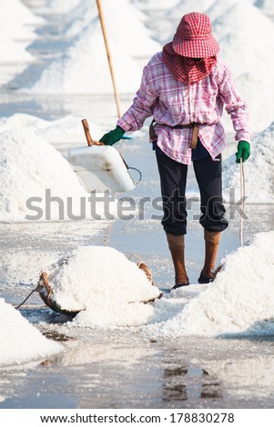 The Farmer working in the salt field