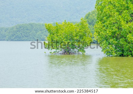 Mangrove tree growing in water on  mangrove forest