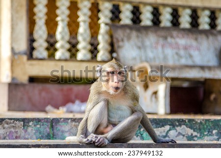 monkey in the temple looking for something