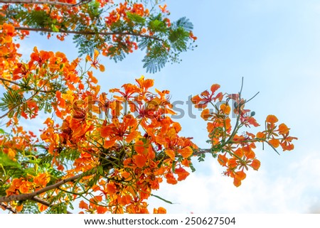 beautiful orange flame tree flower on big tree with sky background