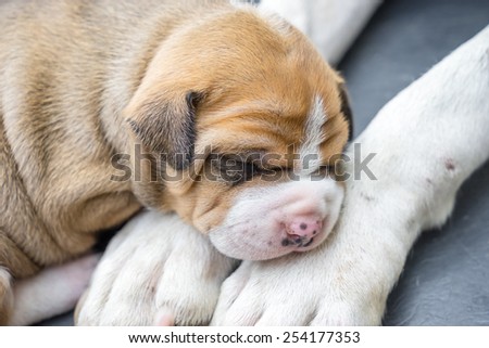 pit bull puppy dog sleeping on leg mom