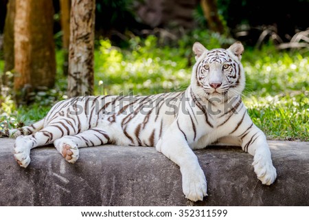 white tiger sitting  in the zoo