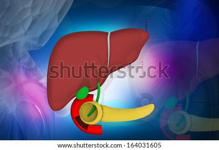 Liver. Structure of the human liver on abstract background